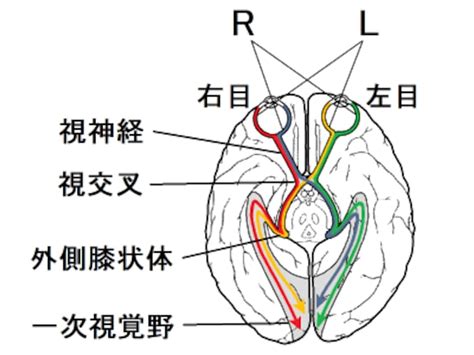 視交叉城郭